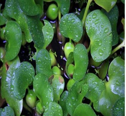 新大水葫蘆 水生植物 水草 池塘魚缸植物 凈化水質 超強水質凈化
