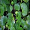 新大水葫蘆 水生植物 水草 池塘魚缸植物 凈化水質(zhì) 超強(qiáng)水質(zhì)凈化