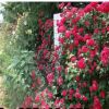 批發(fā)薔薇苗 多花薔薇花苗 藤本植物爬藤盆栽植物300天循環(huán)開花苗