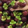 基地直銷泰國進口無籽山竹樹苗山竹盆栽地栽南北方種新品種果樹苗