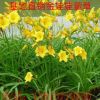 批發宿根花卉萱草 金娃娃萱草大花萱草 地被植物園林公園綠化