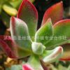 批發多肉盆栽植物 錦晃星 兔耳朵 桌面迷你盆栽 絨毛掌 貓耳朵
