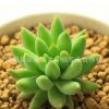 低價促銷千佛手/玉珠蓮 多肉植物批發凈化空氣品種齊全歡迎選購