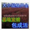 批發(fā)花卉園林綠化苗木 紫葉李小苗 紅葉李樹苗 規(guī)格全 歡迎選購(gòu)