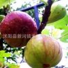 無(wú)花果樹苗批發(fā)盆栽地栽青皮紫果當(dāng)年結(jié)果包成活果樹苗 2年苗