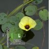基地直銷優(yōu)質(zhì)水生植物 觀花水生植物 水罌粟 水生花卉 量大優(yōu)惠
