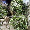 批發(fā)大苦草 矮型苦草 耐寒 常綠苦草 密刺苦草