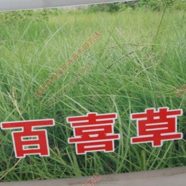 百喜草種子批發(fā) 護(hù)坡庭院跑道綠化草籽