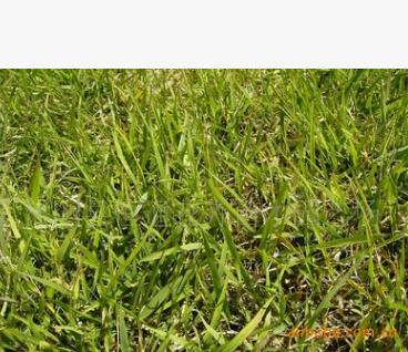 足球場草坪 結(jié)縷草種子 高發(fā)芽