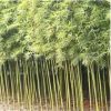 供應鋼竹風景竹黃金竹青竹子各種工程苗圃庭院別墅綠化苗木風水苗