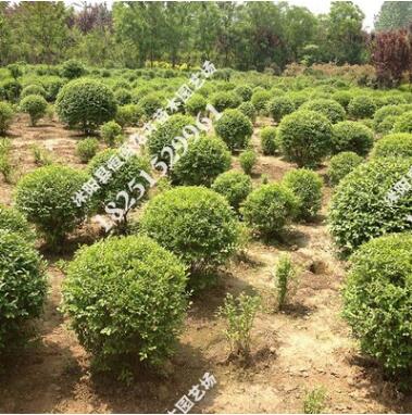 供應(yīng)工程苗圃庭院別墅綠化苗木小葉造型女貞造型精品圓球量大優(yōu)惠
