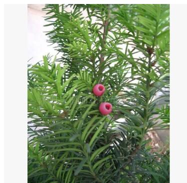 南方紅豆杉--小苗-----批發(fā)價(jià) 20-40cm高 規(guī)格全