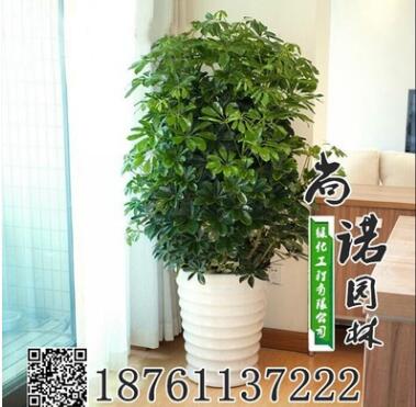 批發供應盆栽苗八方來財又叫鴨掌木鴨腳木大型八方來財 發財樹