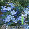 新采正宗藍(lán)花亞麻種子 藍(lán)花亞麻六倍利種子 草花種子小花蘭