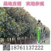 廣玉蘭樹直銷 綠化樹木 可專車發(fā)貨 根系發(fā)達(dá)基地廣玉蘭樹直銷