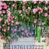 批發(fā)薔薇苗 多花薔薇花苗 循環(huán)開花藤本薔薇 大量供應(yīng) 苗圃直銷