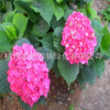 八仙花 繡球花 無盡夏 工程優(yōu)質(zhì)綠化批發(fā)基地直銷 紅 白 黃 藍(lán)