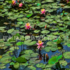 睡蓮 子午蓮、水芹花、瑞蓮、水洋花、小蓮花水生植物批發(fā)