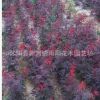 大量占地美國(guó)紅楓 日本紅楓 紅楓 兩季紅三季紅 中國(guó)紅