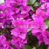 三角梅室內(nèi)陽(yáng)臺(tái)植物盆栽地栽重瓣爬藤 長(zhǎng)期長(zhǎng)久 四季循環(huán)開花