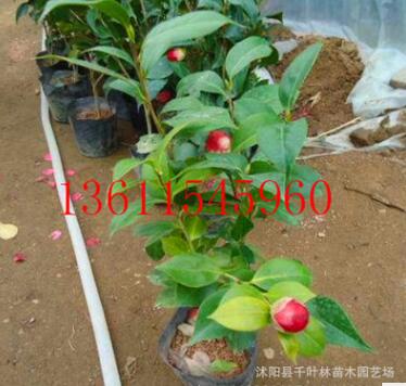 批發供應茶花苗 茶花苗2-10年大苗 盆栽植物 當年開花 規格品種齊