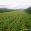 五葉地錦苗 直銷 攀援 爬藤植物 庭院美化 庭院美化 攀爬速度快