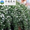 薔薇苗基地促銷 月季薔薇類植物 攀援植物 薔薇花苗 爬藤能力強