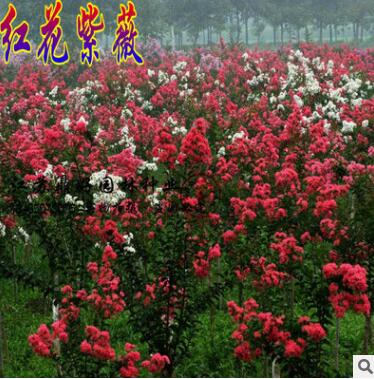 純凈紫薇種子_紫薇花種子_矮紫薇樹種子_大葉紅花紅火箭紫薇種子