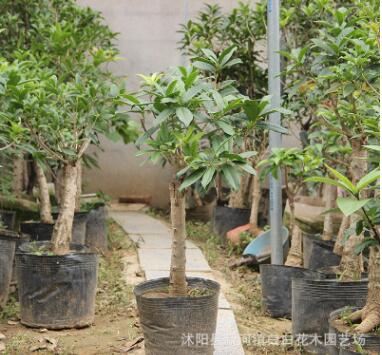 耐寒品種 嫁接桂花樹(shù)苗 桂花盆栽 地栽苗 四季桂 金桂丹桂沉香桂
