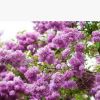 四季丁香花苗 庭院/盆栽植物 丁香花樹苗 320天循環開花 香飄十里