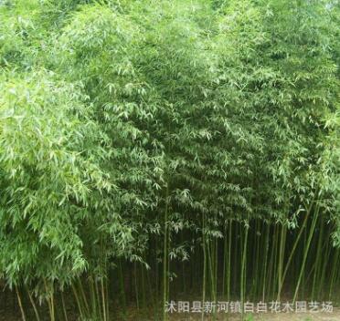 綠化工程庭院綠化苗木 剛竹苗 四季常青竹子小苗 規(guī)格齊全
