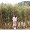 批發(fā)名貴竹子苗 金鑲玉竹子苗 規(guī)格齊全 四季常青竹子苗 規(guī)格齊全