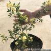 木香花苗庭院陽臺攀援爬藤植物七里香苗木香花盆栽黃木香白木香花