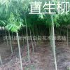 綠化苗木直銷 柳樹苗 垂柳樹苗 垂柳苗 速生竹柳苗批發 規格齊全