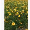 大量供應金娃娃萱草 大花萱草 紅寶石萱草苗 庭院 道路 公園綠化