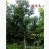 批發黃連木樹苗工程綠化苗 黃連木苗 野生黃連品種齊全黃連木