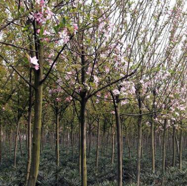 苗圃直銷園林綠化植物 西府海棠 樹苗 小苗 各類 海棠苗批發