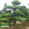 大量供應羅漢松種子 顆粒飽滿 出芽率高 羅漢松種子 量大從優