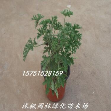 夏季植物【驅(qū)蚊草】驅(qū)蚊草苗 室內(nèi)凈化空氣 吸甲醛 量大優(yōu)惠