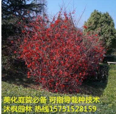 貼梗海棠日本海棠紅花海棠鐵梗海棠床苗海棠大苗量大優(yōu)惠海棠苗