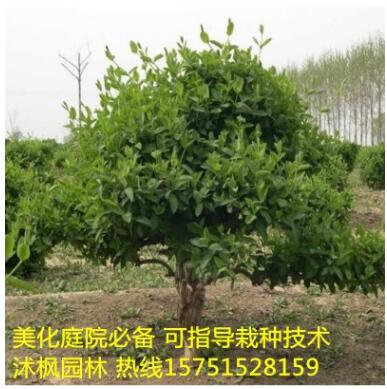 金銀花苗 金銀花盆景苗 1-5公分金銀花 規(guī)格齊全