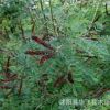 紫穗槐 紫穗槐小苗 叢生紫穗槐 園林綠化苗木 防沙固坡植物批發