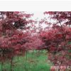 紅楓 紅楓樹 日本紅楓 美國紅楓小苗 園林植物批發