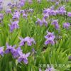 鳶尾 鳶尾花 水生鳶尾 藍花鳶尾苗 水生植物 綠化基地