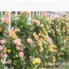 月季批發 藤本月季 月季花 月季苗