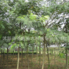 大批種植合歡樹苗 合歡價格 大量合歡苗木歡迎選購 量大優(yōu)惠