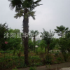 大量供應(yīng)綠化苗棕櫚規(guī)格齊全歡迎選購