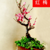 批發紅梅盆栽苗 庭院室內盆栽 量大優惠