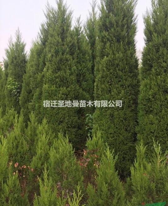 檜柏大量供應(yīng) 塔柏 刺柏 蜀檜 基地供貨