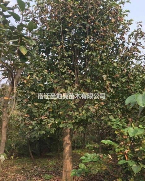 宿遷產(chǎn)地紫玉蘭 紅黃白玉蘭 廣玉蘭 櫻花 國(guó)槐 櫸樹